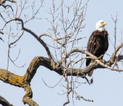 2016 04 09 Eagles 013